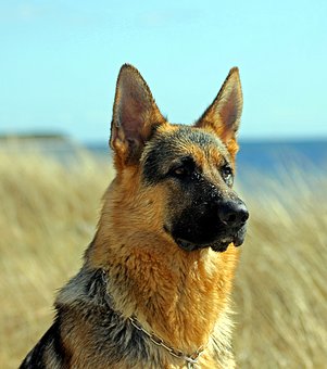 german-shepherd-dog-2357412__340